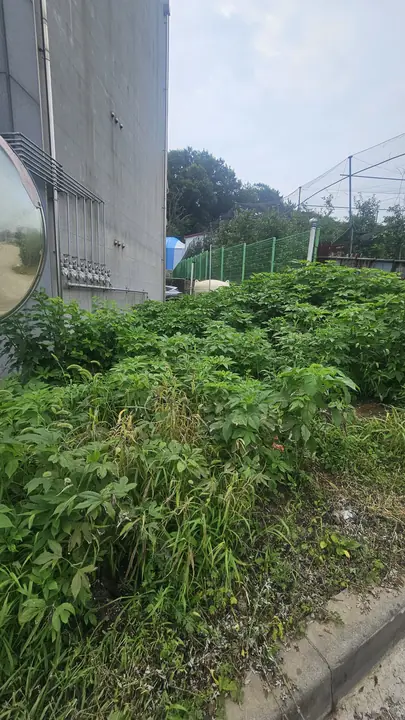 잡초가 무성하게 자란 건물 옆 부지